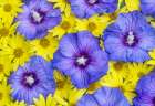 USA, Washington, Sammamish. Flower design with yellow perennial sunflowers and blue Rose of Sharon Art Print